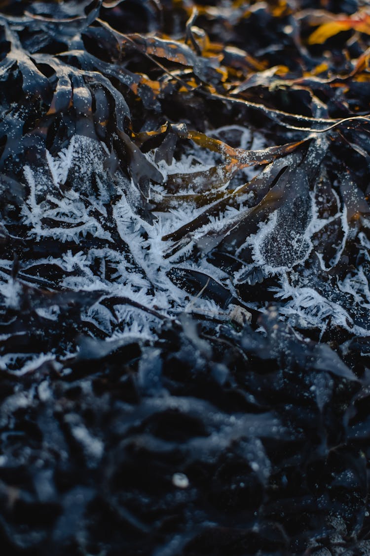 Frozen Seaweeds On Body Of Water 