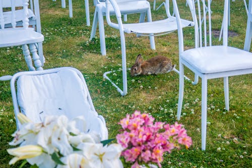 Bezpłatne Darmowe zdjęcie z galerii z królik, krzesła, trawa Zdjęcie z galerii