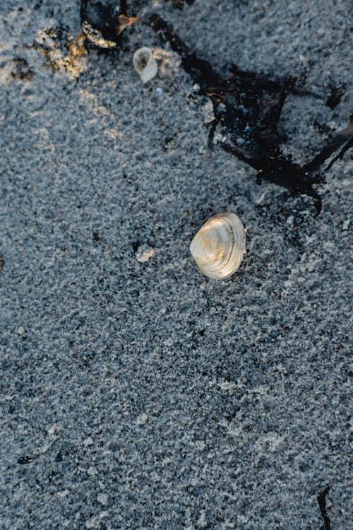 Seashell on Gray Sand 