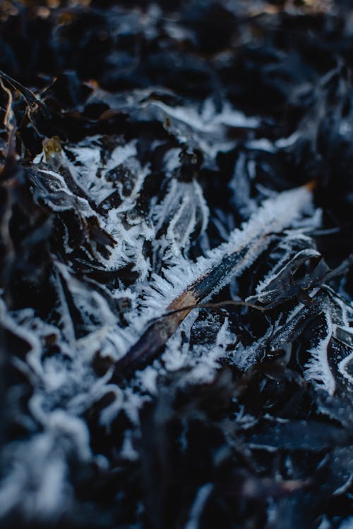 Weißer Schnee Auf Schwarzem Und Braunem Ast