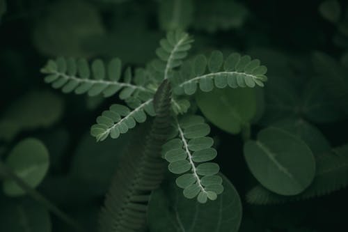 Close Up Photo of Green Leaves