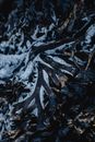 Black and White Abstract Painting