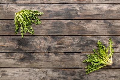 Fresh dandelion greens, one of the most nutritious dark green leafy vegetables