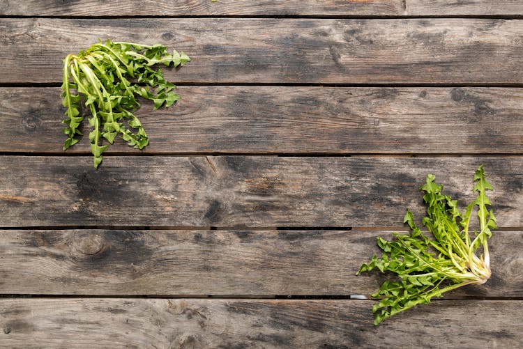 Fresh Plants On Wooden Background