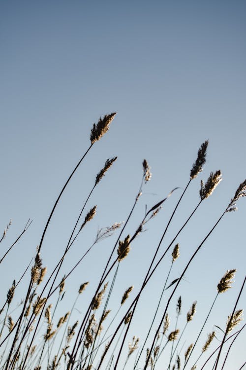 Tall Reeds Under the Clear Sky