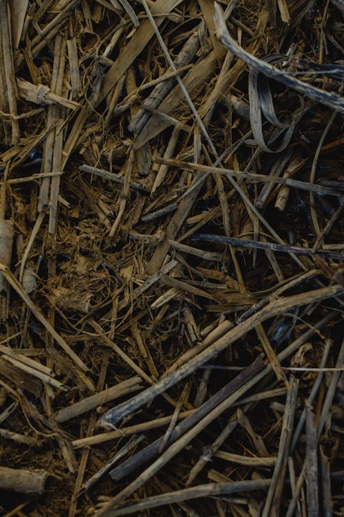 Brown Dried Grass on the Ground