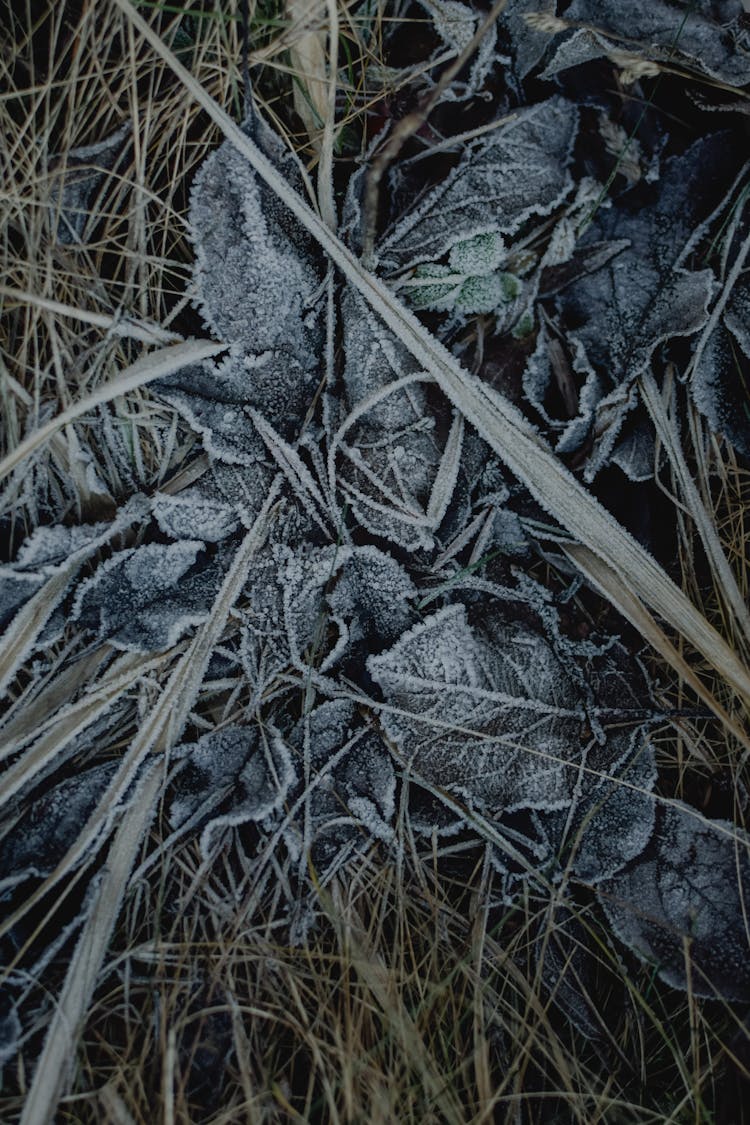 Leaves With Frost On Grass