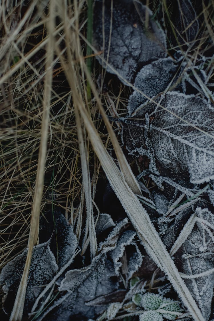 Frost Covered Leaves On Grass