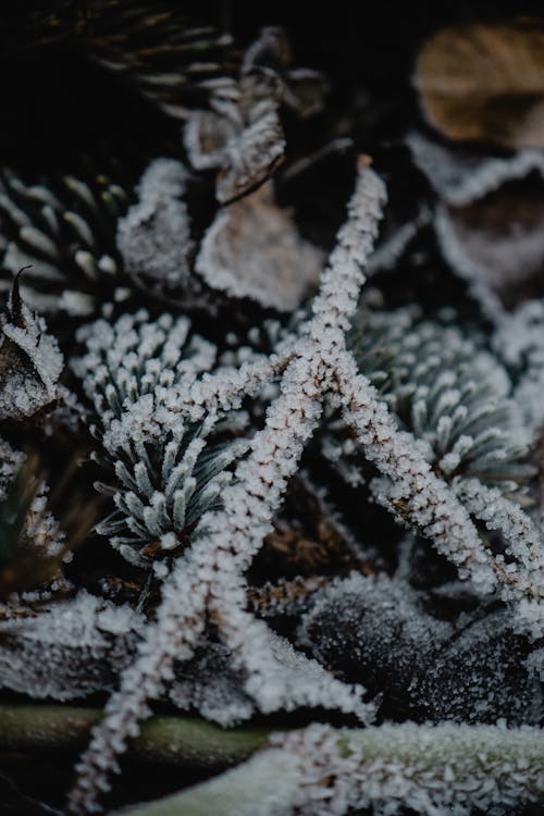 Frost Covered Plants in Close Up View