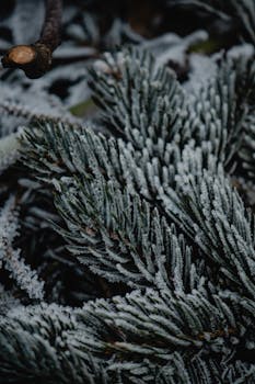 Close-up of frosted pine needles in a snowy Estonian winter landscape.