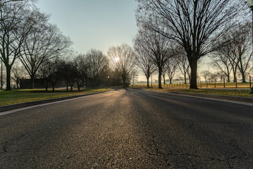 Foto profissional grátis de árvores nuas, estrada, grama verde