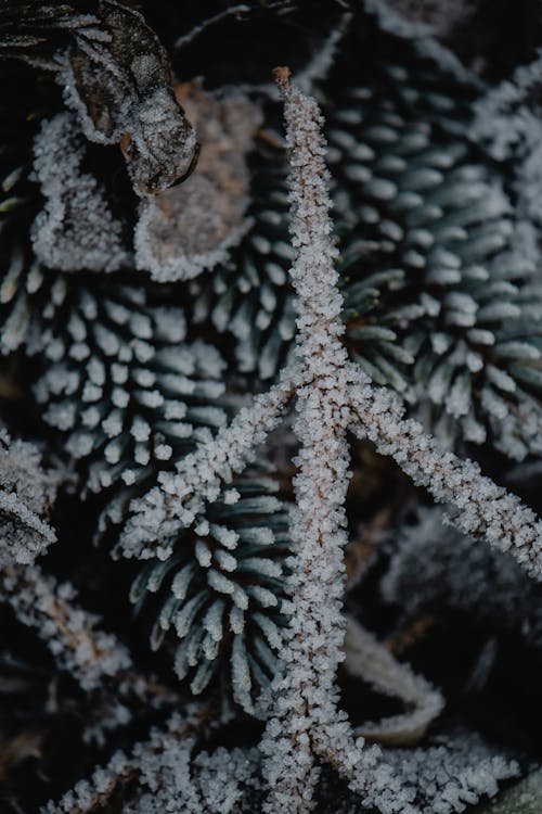 Groene Pijnboomboom Die Met Sneeuw Wordt Bedekt