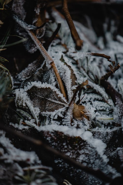 棕色和綠色的樹葉覆蓋著雪