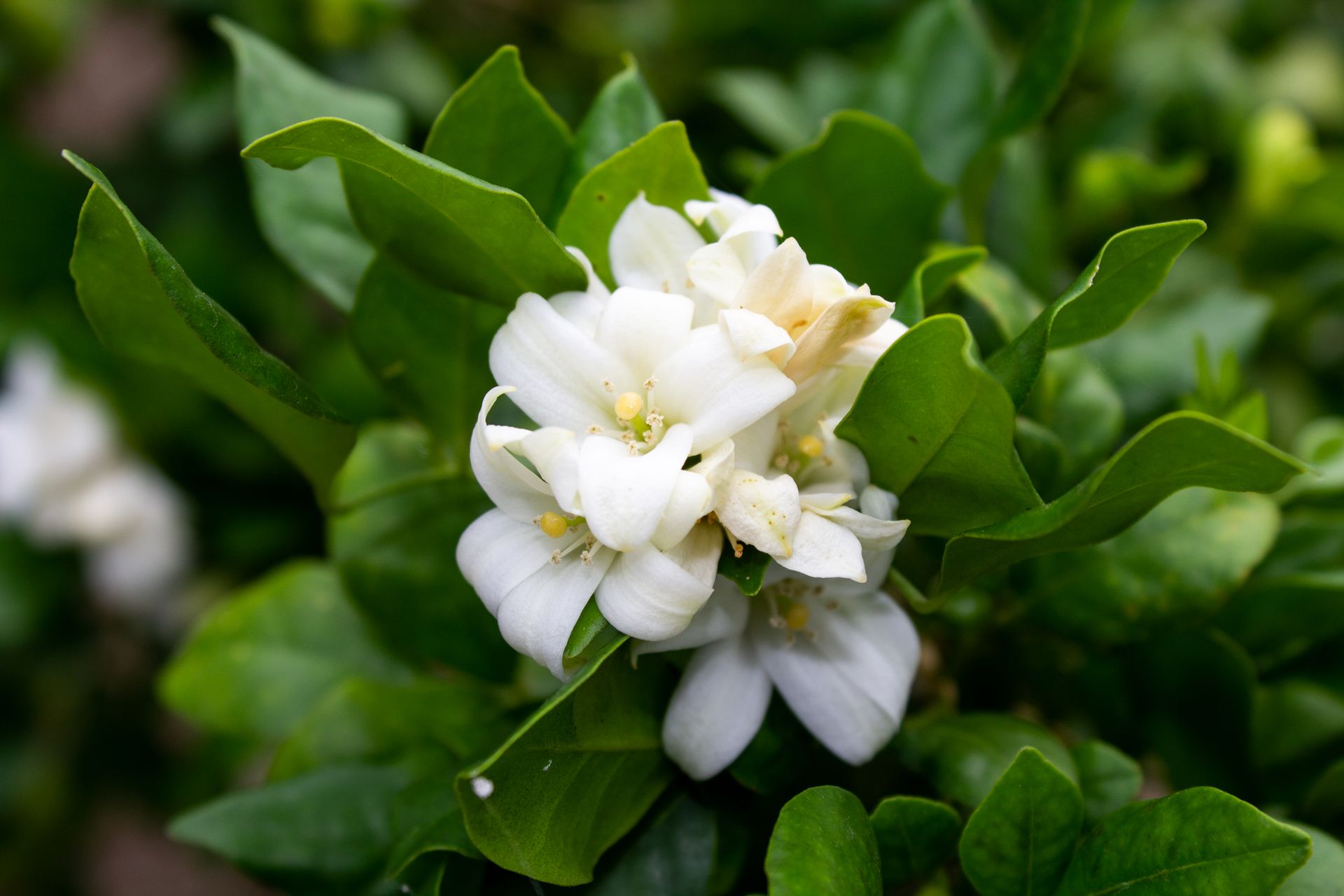 Detailed close-up of white jasmine flowers with lush green leaves, showcasing natural beauty.