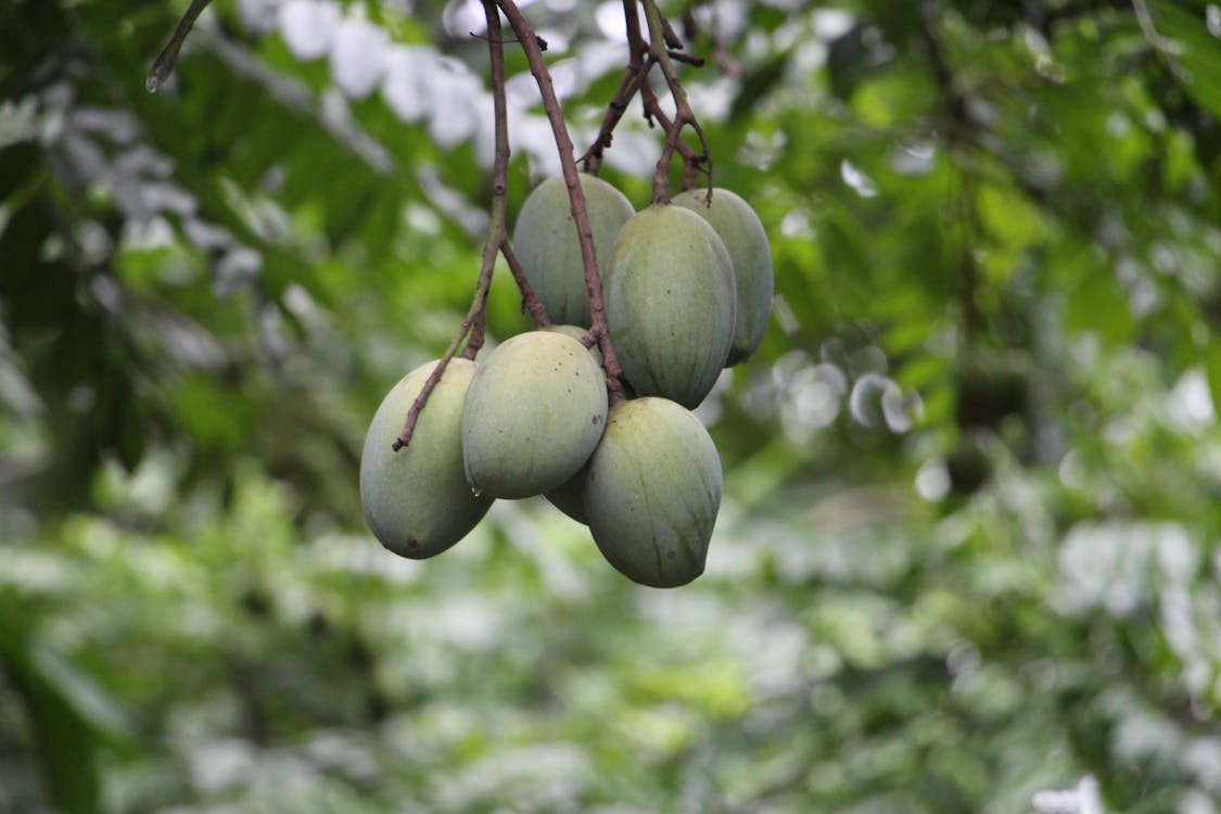Free Green Fruits of Mangoes on the Tree Branches Stock Photo