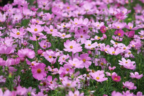 Close-Up of Purple Cosmos in Bloom