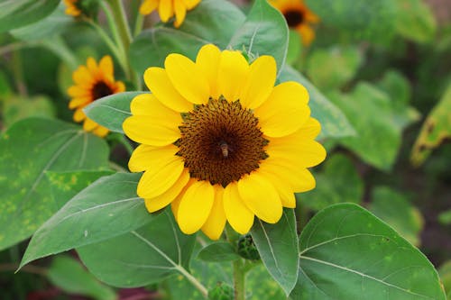 Free Close-Up Shot of Sunflower in Bloom Stock Photo