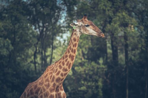 Free Close-up of a giraffe in a lush forest setting, showcasing its long neck and patterned skin. Stock Photo