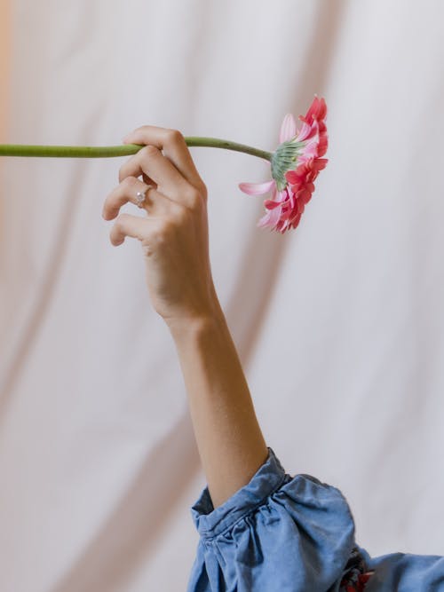 Pessoa Segurando Uma Flor Rosa Em Tecido Branco