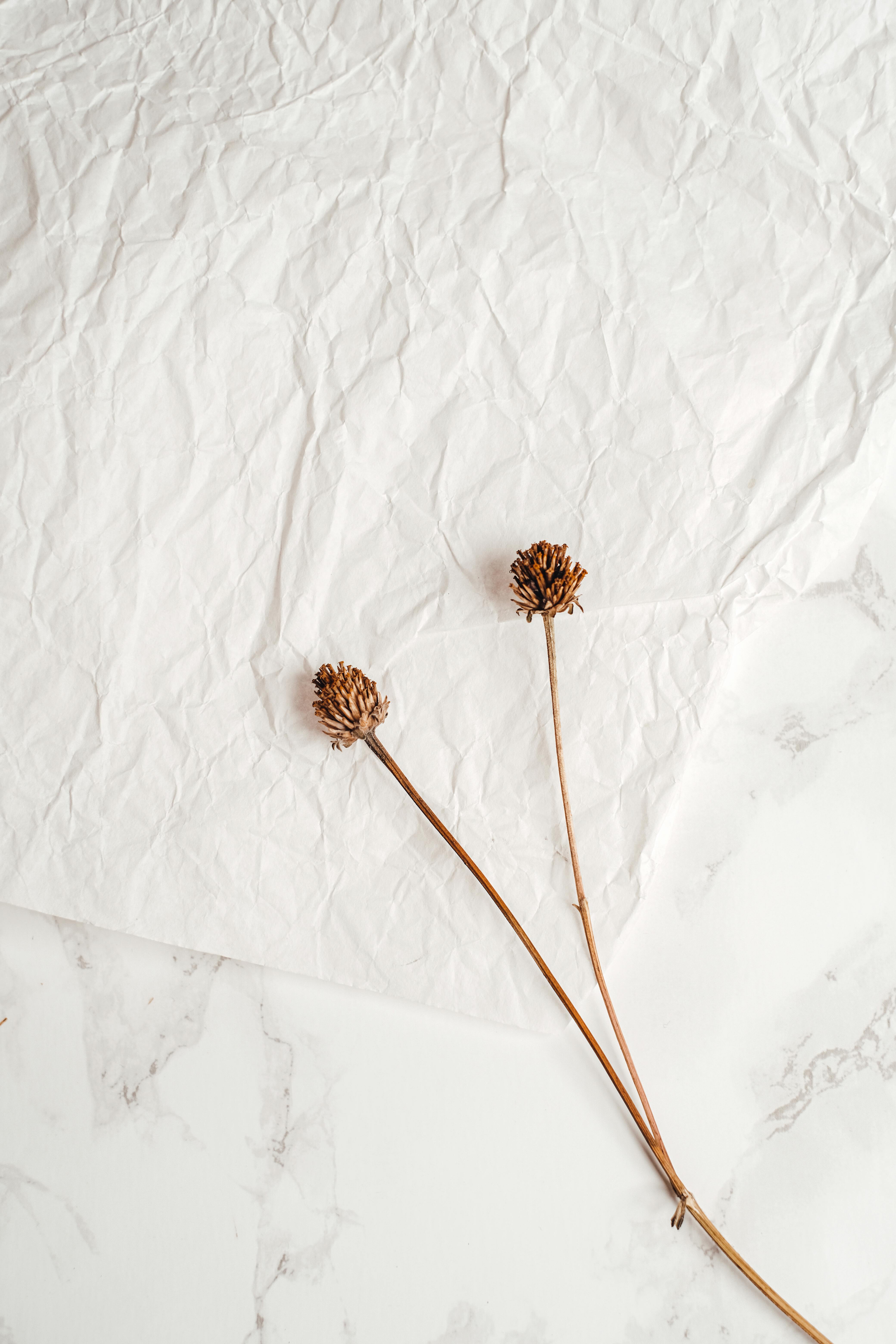 Minimalist composition featuring two dried flowers on crumpled white paper over a marble surface.