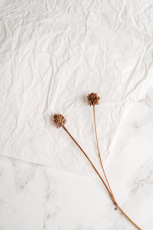 Dried Pine Cone Flowers on Crumpled Paper 