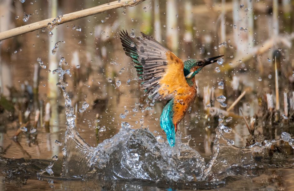 Vibrant kingfisher with bright plumage captured mid-flight above water splash.