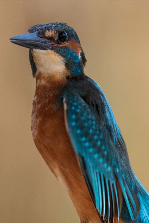Free stock photo of cconstanti, kingfisher, nikond500 Stock Photo