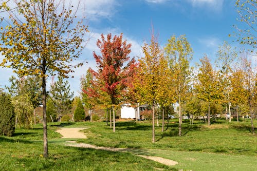 Kostenloses Stock Foto zu bäume, blauer himmel, grasfläche