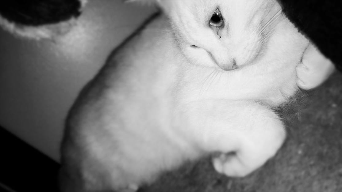 black and white, black and white photography, cat