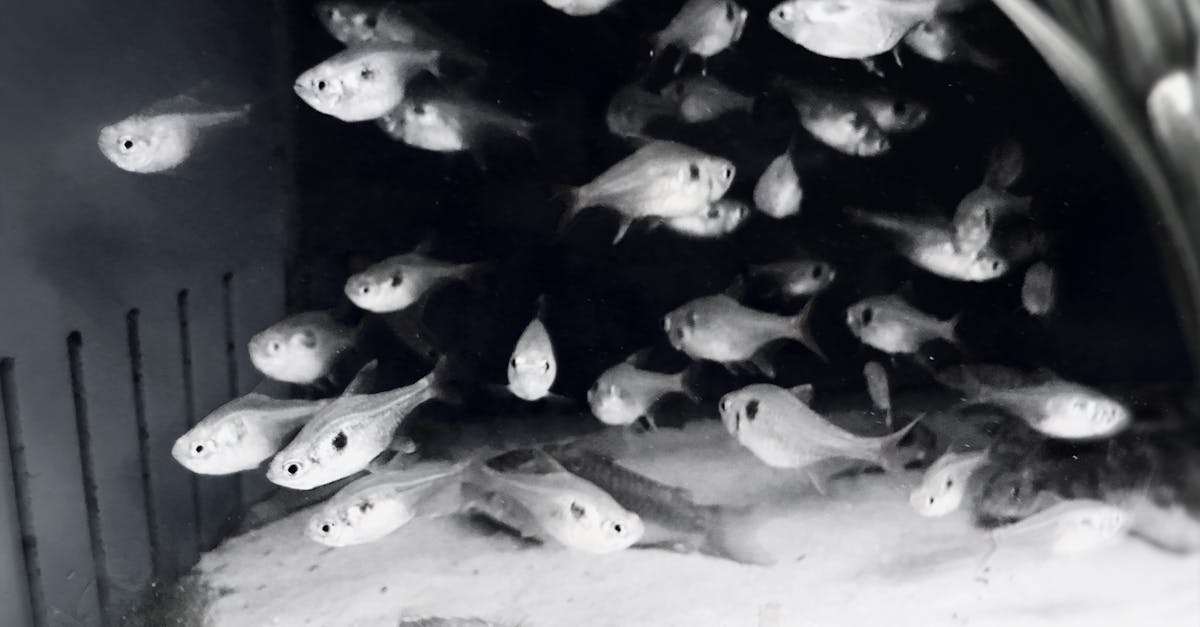 Free stock photo of black and white, fish, lots of fish