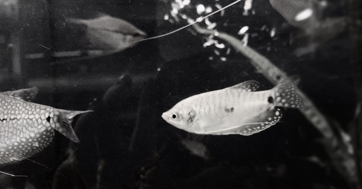 Free stock photo of black and white, fish, underwater