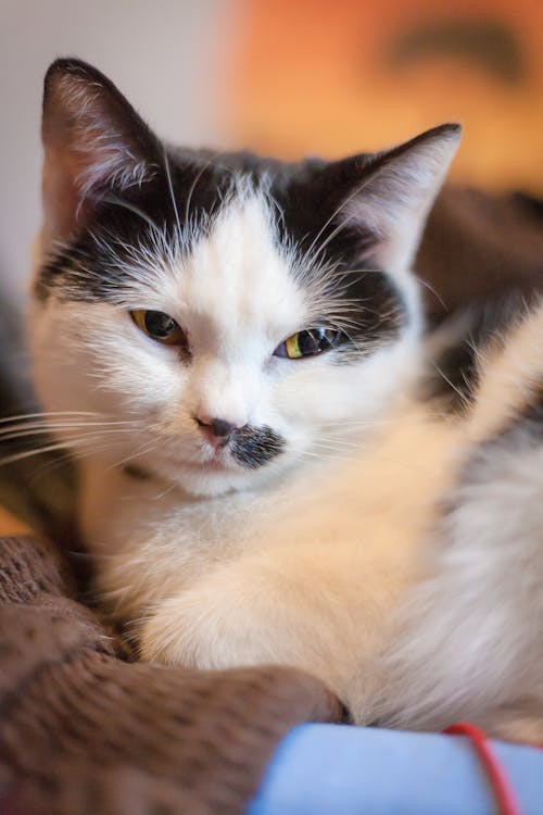 White and Black Cat Lying on Brown Cloth 