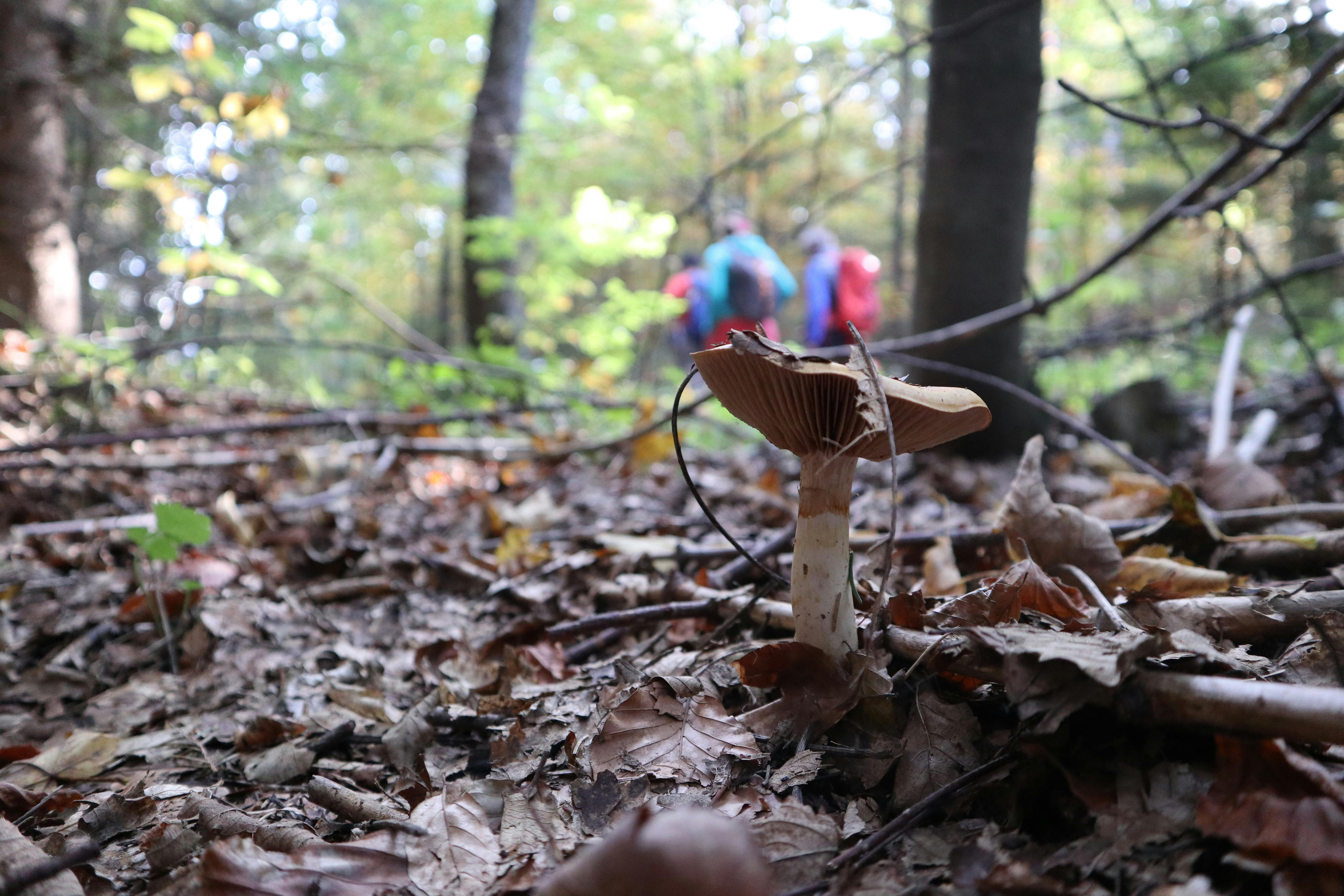 Free Stock Photo Of Colors Of Autumn Forest Forest Floor Free Stock Photo Of Colors Of Autumn Forest Forest Floor