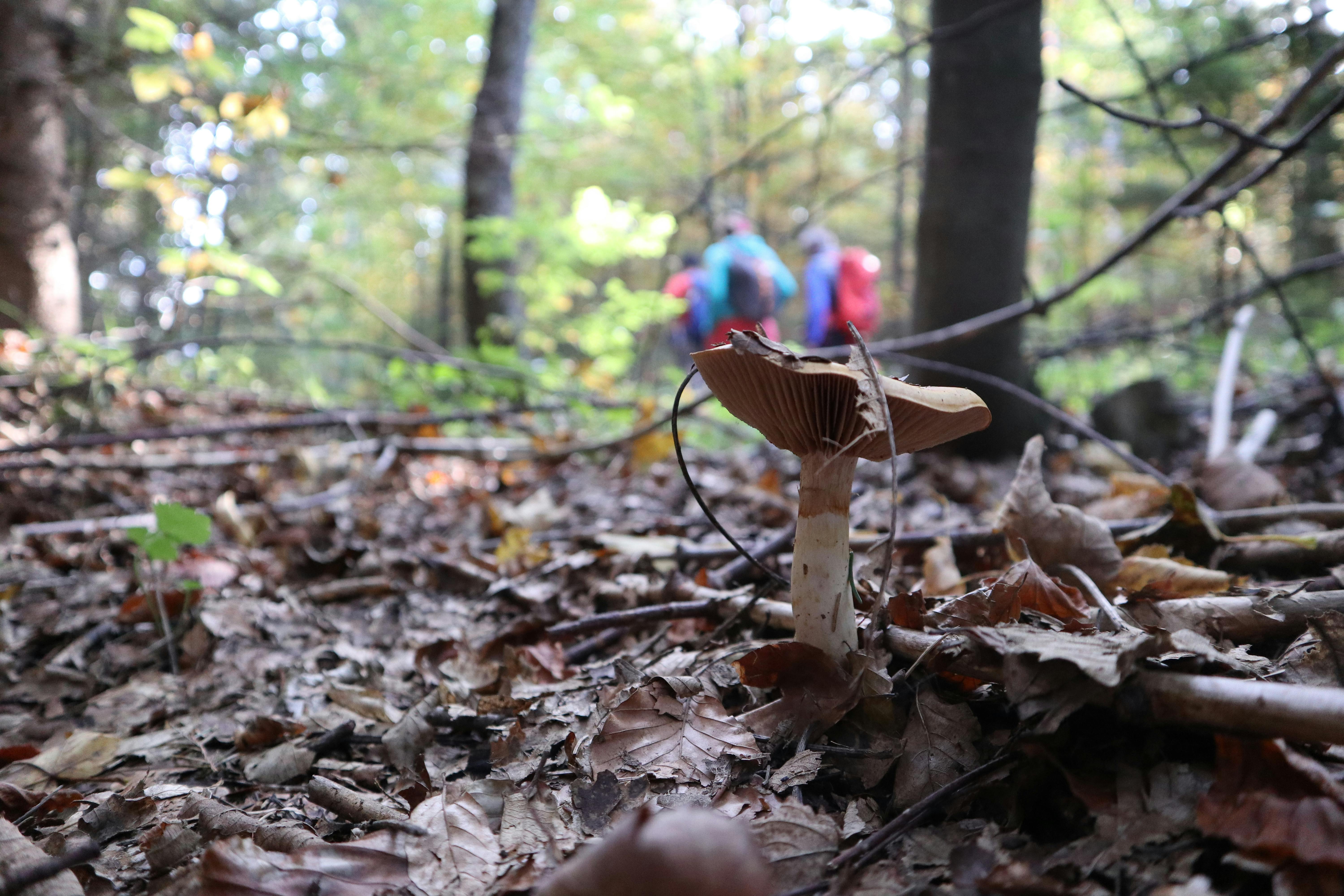 Free Stock Photo Of Colors Of Autumn Forest Forest Floor