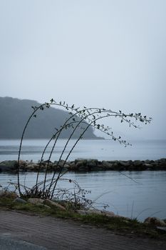 misty grey harbor water