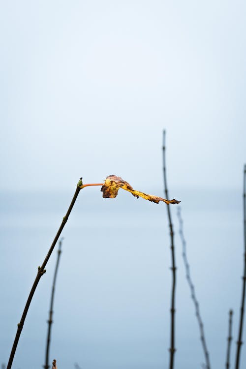 Yellow Dried Leaf on a Twig 