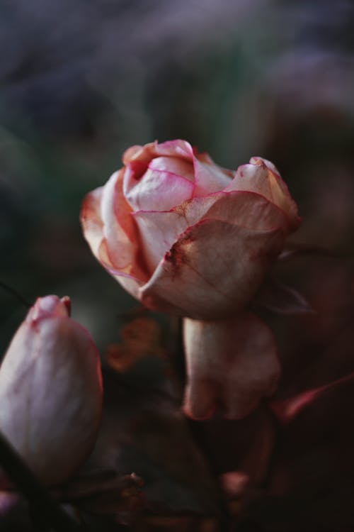 Free Pink Rose in Close Up Shot Stock Photo