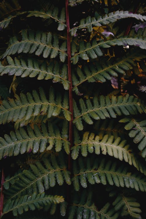 垂直拍摄, 成長中, 植物摄影 的 免费素材图片