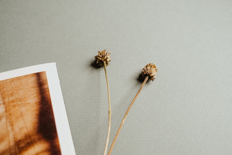 Dried Flowers On Gray Textured Paper 