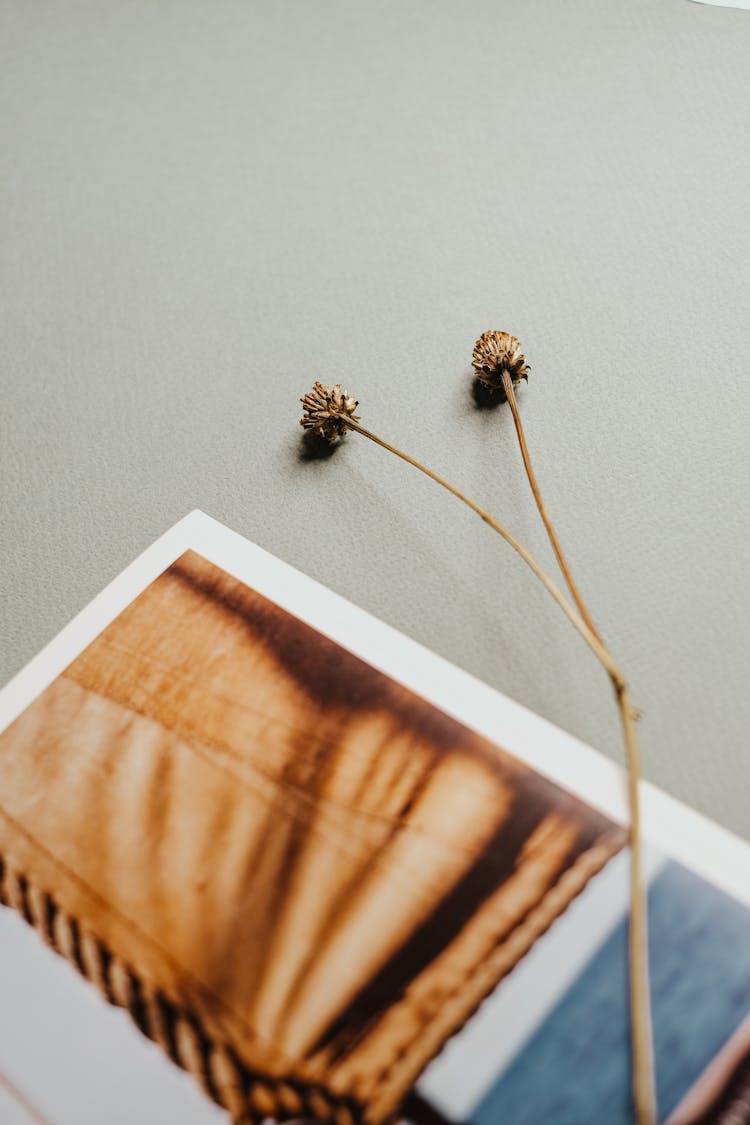 Dried Flowers Near The Open Magazine 