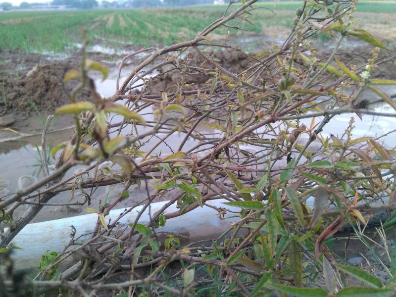 Persona en tirolesa sobre el dosel forestal tropical con montañas al fondo
