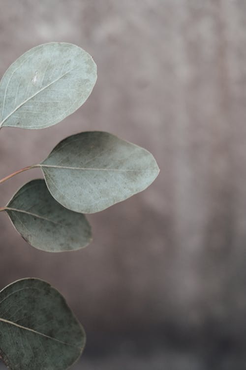 Close-Up Shot of Eucalyptus Leaves