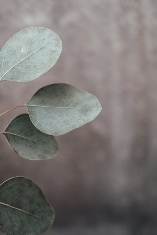 Foto stok gratis alam, Daun-daun, fokus dangkal