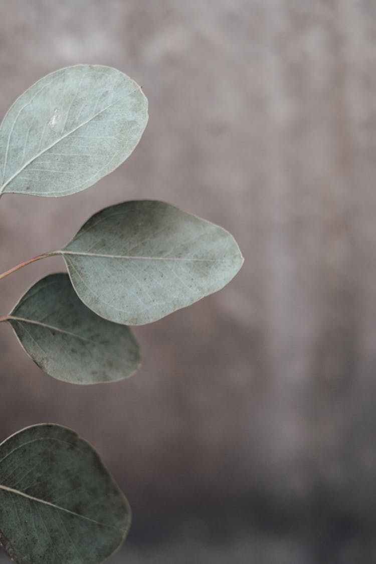 Close-Up Shot Of Eucalyptus Leaves