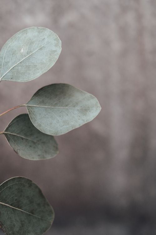 Free A detailed close-up of eucalyptus leaves with a blurred background, showcasing natural beauty. Stock Photo