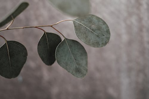 Foto stok gratis alam, Daun-daun, fokus dangkal