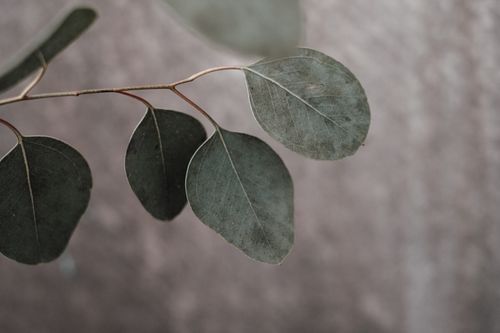 Free Close-up of eucalyptus leaves showcasing natural texture and shallow depth of field. Stock Photo
