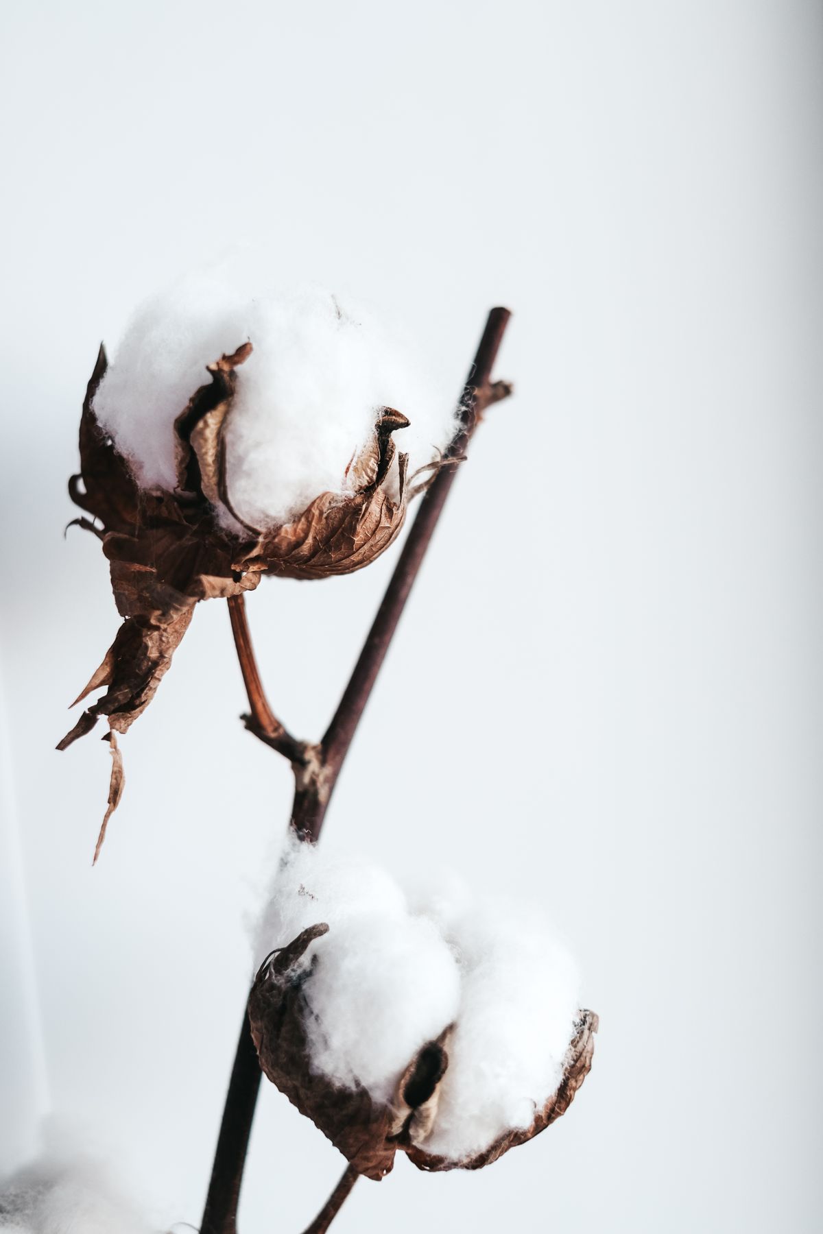 Natural cotton bolls showing raw cotton fiber
