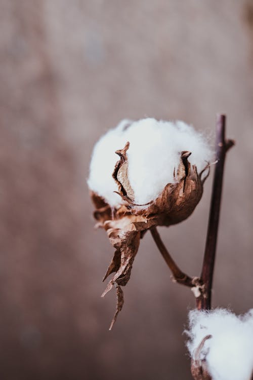 Gratis lagerfoto af bomuld plante, gossypium hirsutum, gren