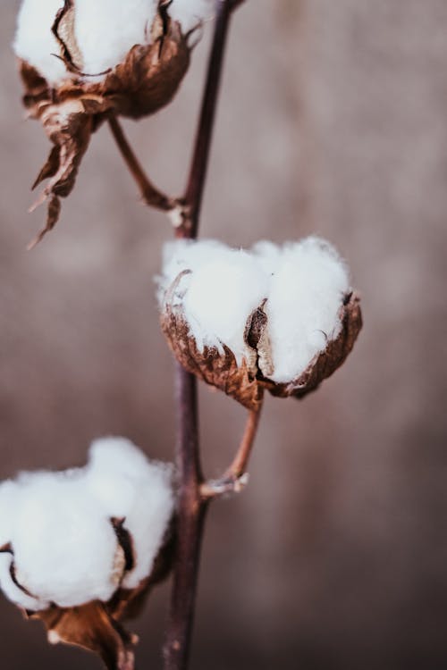 Gratis lagerfoto af blade, bomuld plante, gossypium hirsutum